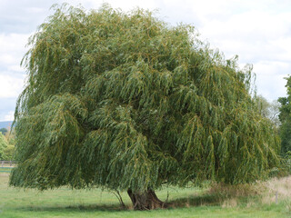 Salix alba or Salix babylonica, weeping willow is a picturesque tree with a wide spreading crown and long, drooping branches that give it its characteristic “weeping” appearance © Christian Bunge