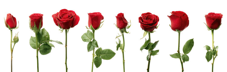 Red roses in various stages of bloom, displayed against a black background.  Each rose has a distinct bud, open bloom, and stem with leaves.  The roses are depicted in a horizontal row