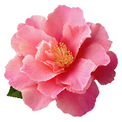 Close-up of a single, vibrant pink camellia flower.  Soft, ruffled petals encircle a central cluster of golden stamens.  