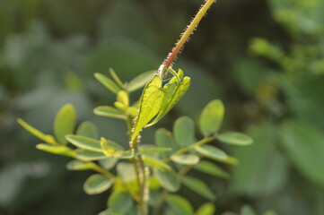 Close-up of green leaves with natural background in daylight