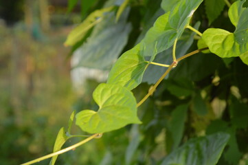 Close-up of green leaves with natural background in daylight
