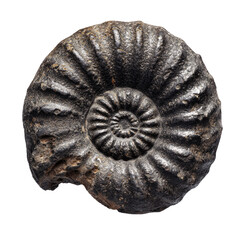 Fossil ammonite, dark brown,  spiral shell, detailed ribs