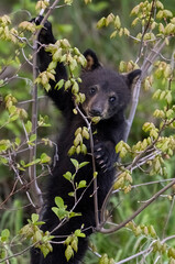Black bear cub in tree. 