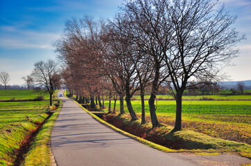 Spokojna wiejska droga otoczona nagimi drzewami pod intensywnie błękitnym niebem, ukazująca urok naturalnych krajobrazów i wiejską ciszę, idealna dla osób lubiących ciszę i malownicze podróże.