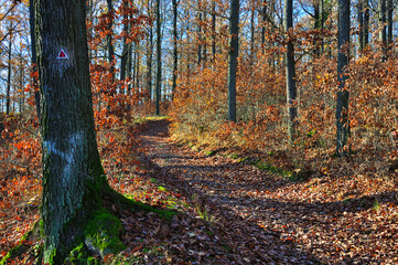 Góry Kaczawskie - Radogost (Park Krajobrazowy 