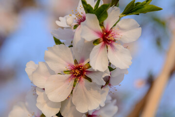 BELLAS FLORES DE ALMENDRO