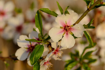 BELLAS FLORES DE ALMENDRO