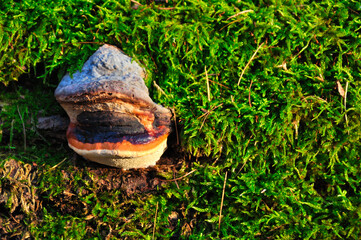 Rezerwat Przyrody "Nad Groblą" (Park Krajobrazowy "Chełmy").Żywe huby o niebieskich i pomarańczowych odcieniach eksponowane są na pokrytej mchem powierzchni pnia drzewa. © Pol Badger