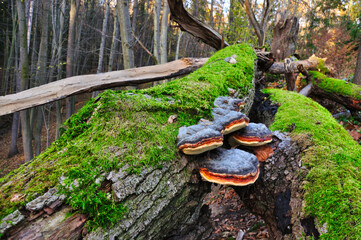 Rezerwat Przyrody "Nad Groblą" (Park Krajobrazowy "Chełmy").Żywe huby o niebieskich i pomarańczowych odcieniach eksponowane są na pokrytej mchem powierzchni pnia drzewa. © Pol Badger