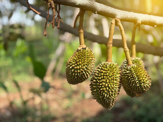 The durian baby, king of fruit
