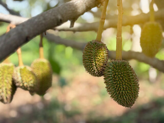 The durian baby, king of fruit