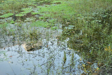 Tranquil natural pond surrounded by trees in a peaceful rural setting