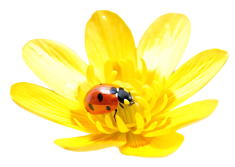 Ladybug on yellow flower isolated on a transparent background