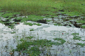 Tranquil natural pond surrounded by trees in a peaceful rural setting