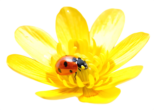 Ladybug on yellow flower isolated on a transparent background