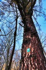 Rezerwat Przyrody "Nad Groblą" (Park Krajobrazowy "Chełmy").Widok na starą sosnę w lesie, na której pniu widnieje znak rezerwatu przyrody, a nad nim widać czyste błękitne niebo. © Pol Badger
