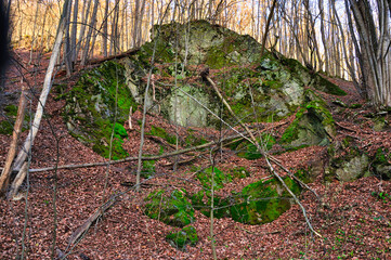 Rezerwat Przyrody "Nad Groblą" (Park Krajobrazowy "Chełmy").Leśna sceneria z dużą, pokrytą mchem formacją skalną otoczoną nagimi drzewami i opadłymi jesiennymi liśćmi. © Pol Badger