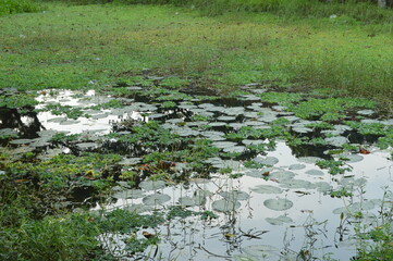 Tranquil natural pond surrounded by trees in a peaceful rural setting