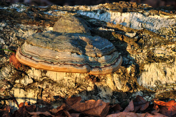 Rezerwat Przyrody "Nad Groblą" (Park Krajobrazowy "Chełmy").Huby rosnące na pniu brzozy, wśród jesiennych liści w naturalnym otoczeniu. © Pol Badger