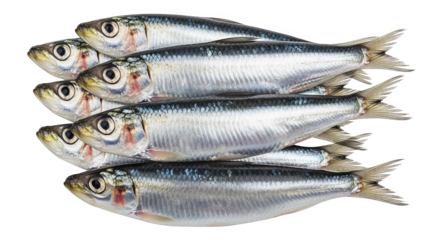 Fresh Sardines Closeup Of Five Whole Fish