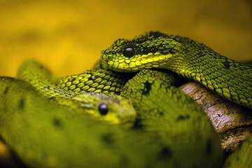 Atheris nitschei, portrait of a bush viper from Africa. Portrait of a small green venomous snake from the tropics.
