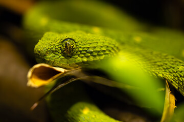 Atheris chlorechis, portrait of a bush green viper from central africa. Portrait of a small venomous african snake.