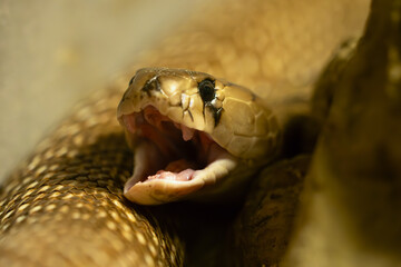 Indian cobra (Naja naja), also known commonly as the spectacled cobra, Asian cobra, or binocellate cobra, an adult snake with an open mouth and small venomous teeth typical of cobras.