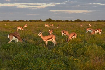 Springb&ouml;cke (antidorcas marsupialis) im Etoscha Nationalpark (Namibia) im Abendlicht