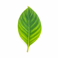 Obraz premium Close up of a green leaf isolated on white background for decoration use