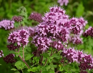 Close-up of vibrant purple flowers (11)