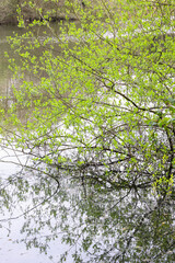 Tree branch reflections on water in a country park landscape