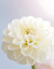 Close-up of a pristine white dahlia.  Soft focus, light background