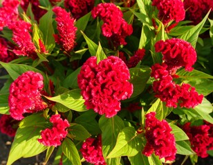 Close-up of vibrant red cockscomb flowers