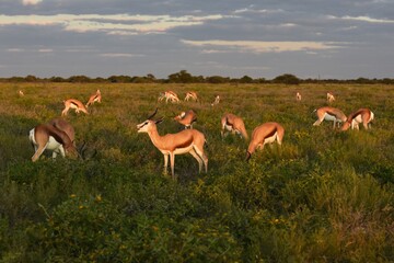 Springb&ouml;cke (antidorcas marsupialis) im Etoscha Nationalpark (Namibia) im Abendlicht