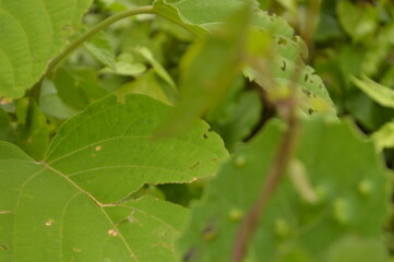 Close-up of green leaves with natural background in daylight