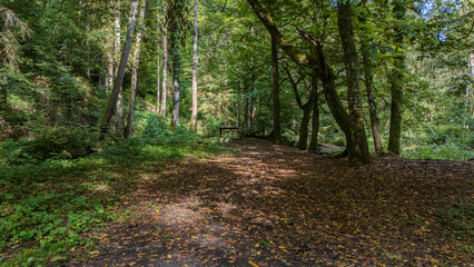 Obraz premium Ein bewaldeter Pfad umgeben von Bäumen und Laub in einer ruhigen Waldlandschaft