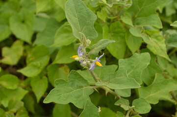 Close-up of green leaves with natural background in daylight
