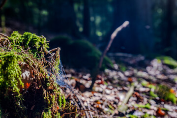 Ein Netz schimmert im Sonnenlicht in einem ruhigen Wald