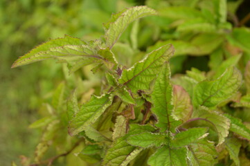 Close-up of green leaves with natural background in daylight