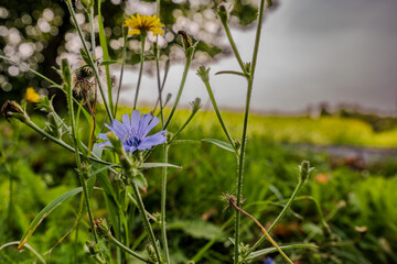 Blaue und gelbe Blumen in der Wiese mit bewölkten Himmel im Hintergrund