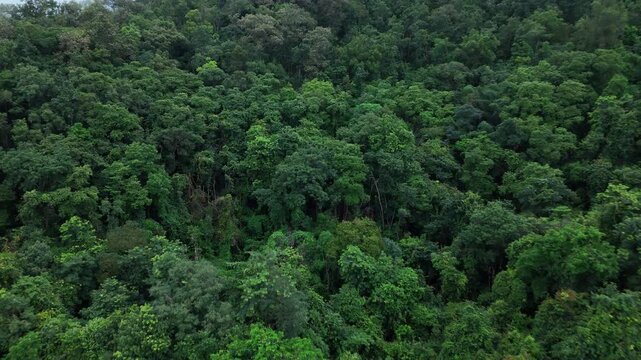 Aerial drone shot over primary Jungle tropical rain forest in Nan, Thailand. Aerial view, moving over a rainforest tree canopy in a slow pace beautiful green nature background of a tropical forest.	