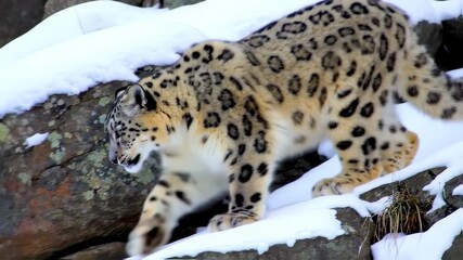 Snow leopard on a rocky snowy mountainside