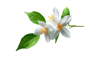 Fototapeta premium Close-up of a flowering branch with two blossoms. Fresh, delicate white flowers with yellow centers and vibrant green leaves. Isolated against a black background