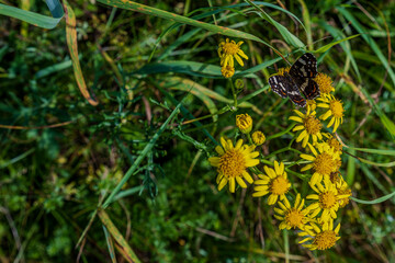 Schmetterling sitzt auf gelben Blumen in einer Wiese während eines sonnigen Tages im Frühling