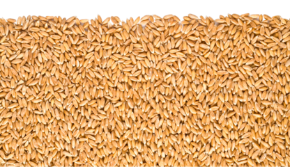 Spelt grain filling the frame on a transparent background