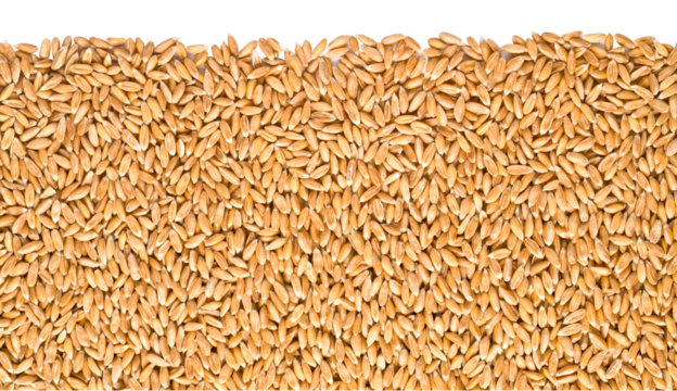 Spelt grain filling the frame on a transparent background