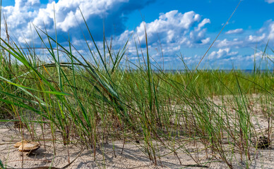 Sand dunes with grass  and close-up of wild mushrooms in a shore of the Baltic Sea during summer day in Jurmala - famous tourist resort in Latvia