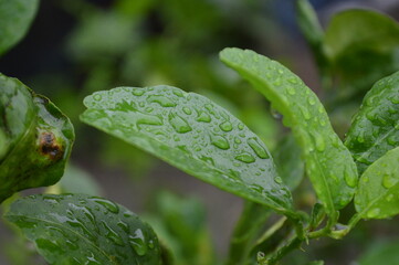 Fresh green leaves with water droplets in natural outdoor setting