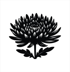 Monochrome Majesty A Detailed Silhouette of a Chrysanthemum Flower Blooming with an Array of Narrow Petals