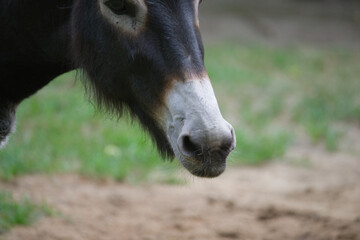 Close-Up of a Catalan Donkey's Face